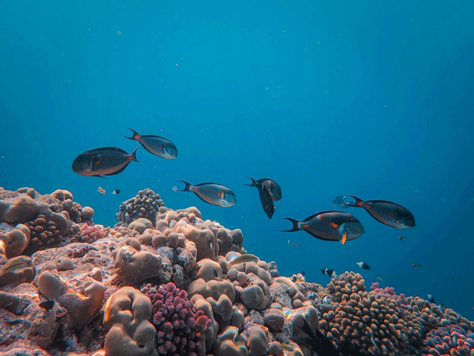 “High Seas Treaty” Enters into Force: How the BBNJ Agreement Becomes a Litmus Test for China-EU Cooperation in Maritime Law